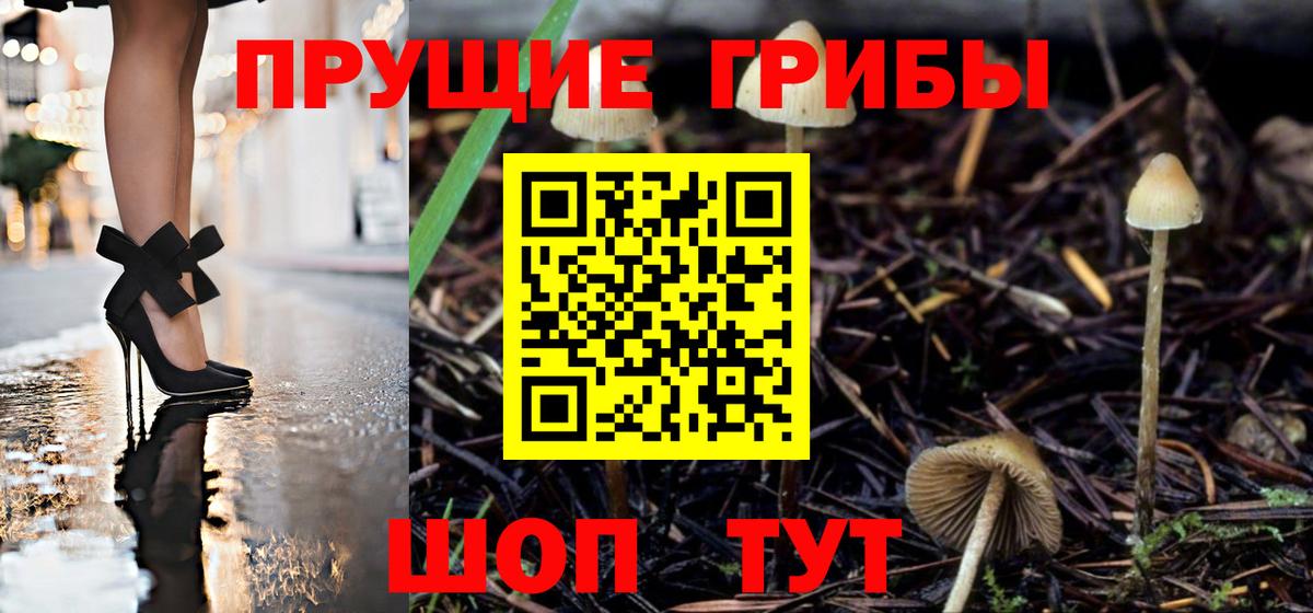 Псилоцибиновые грибы Psilocybe Шарыпово